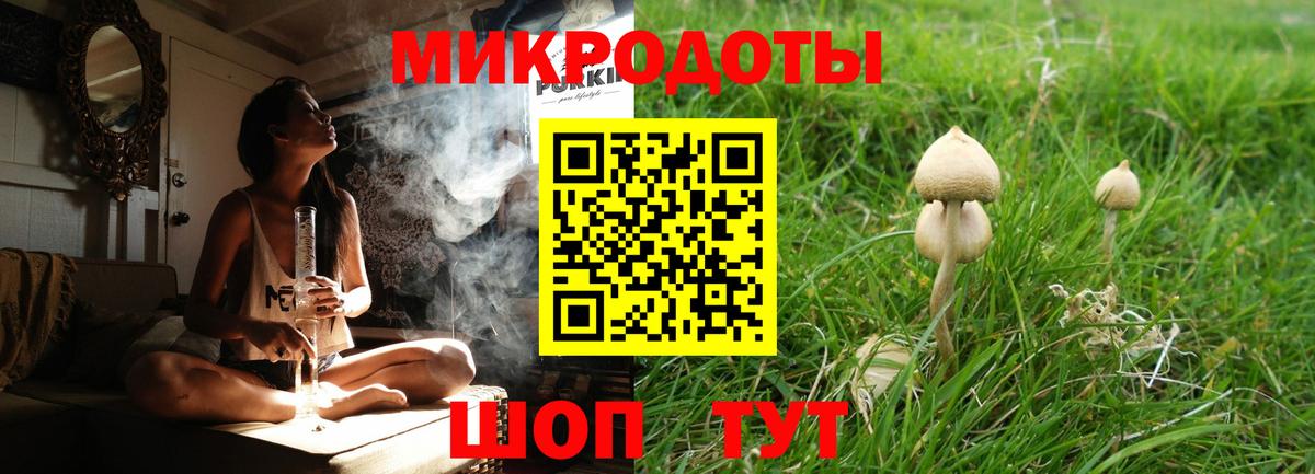 Галлюциногенные грибы Psilocybe Новороссийск